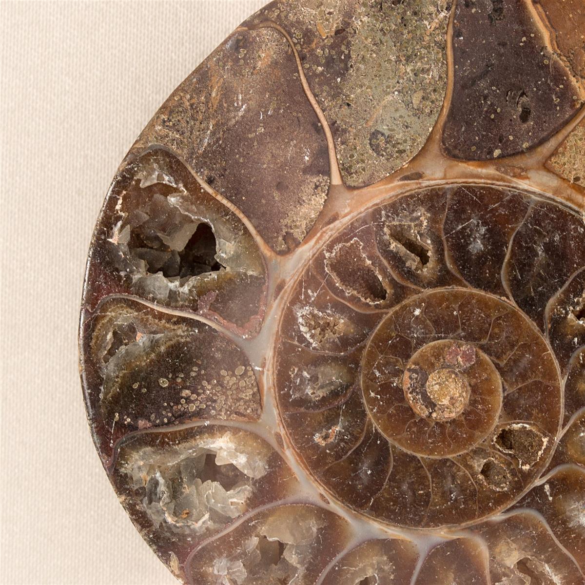 kayoom-bilder-edelsteinkunst-force-v-40-cm-x-40-cm-fossil-wandbild-im-holzrahmen image 3