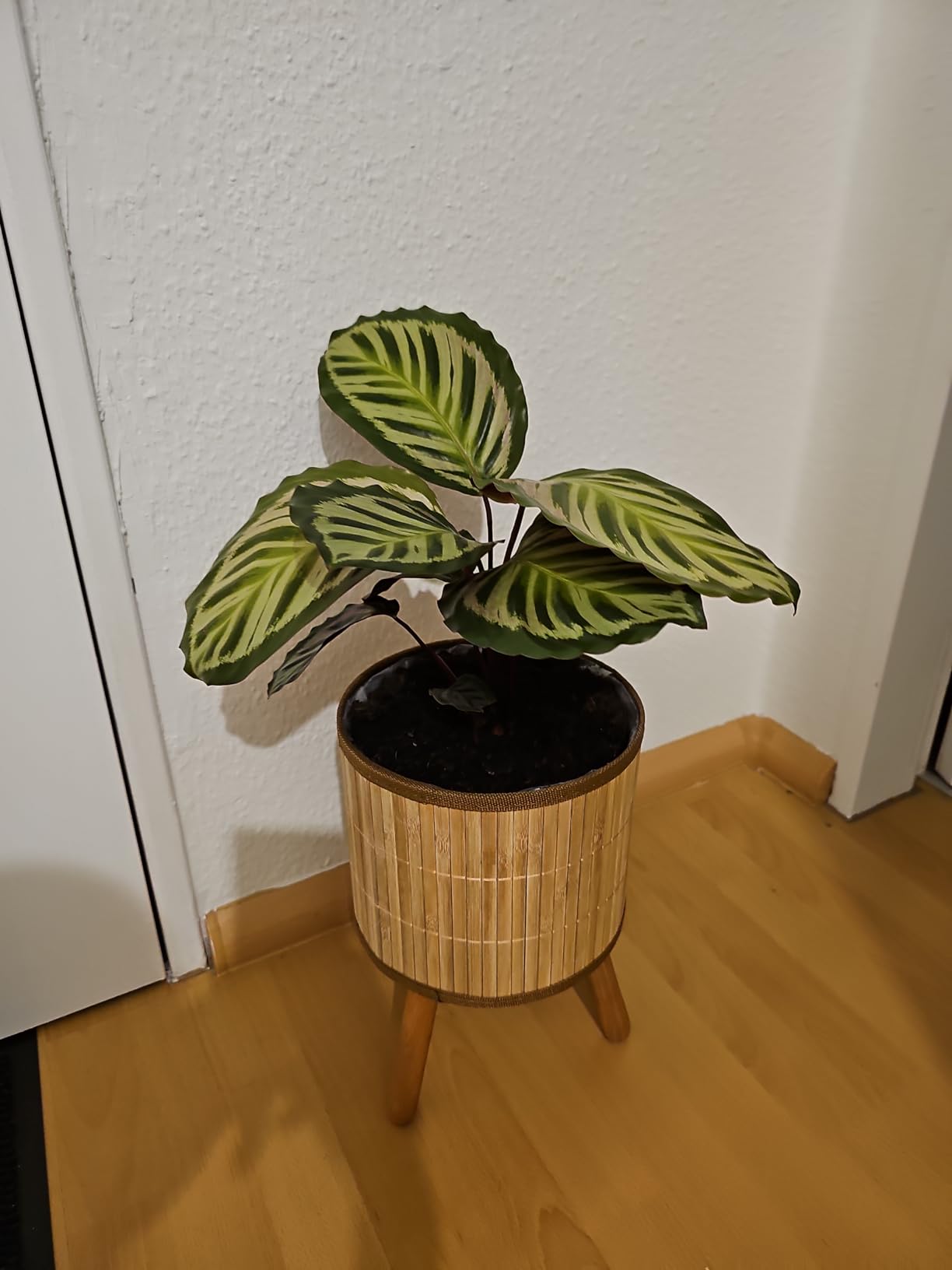 Schön für den Preis