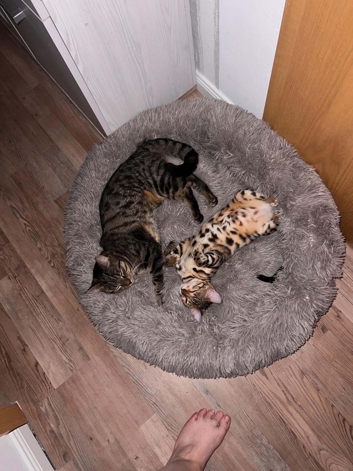 Katze liebt es