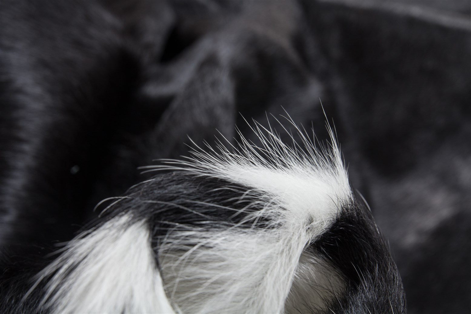kayoom-wilderness-436-lederteppich-echtes-rindsleder-wilde-form-flachflor-in-ver image 3